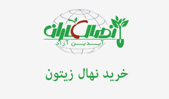 خرید نهال زیتون