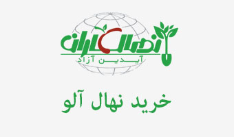 خرید نهال آلو 